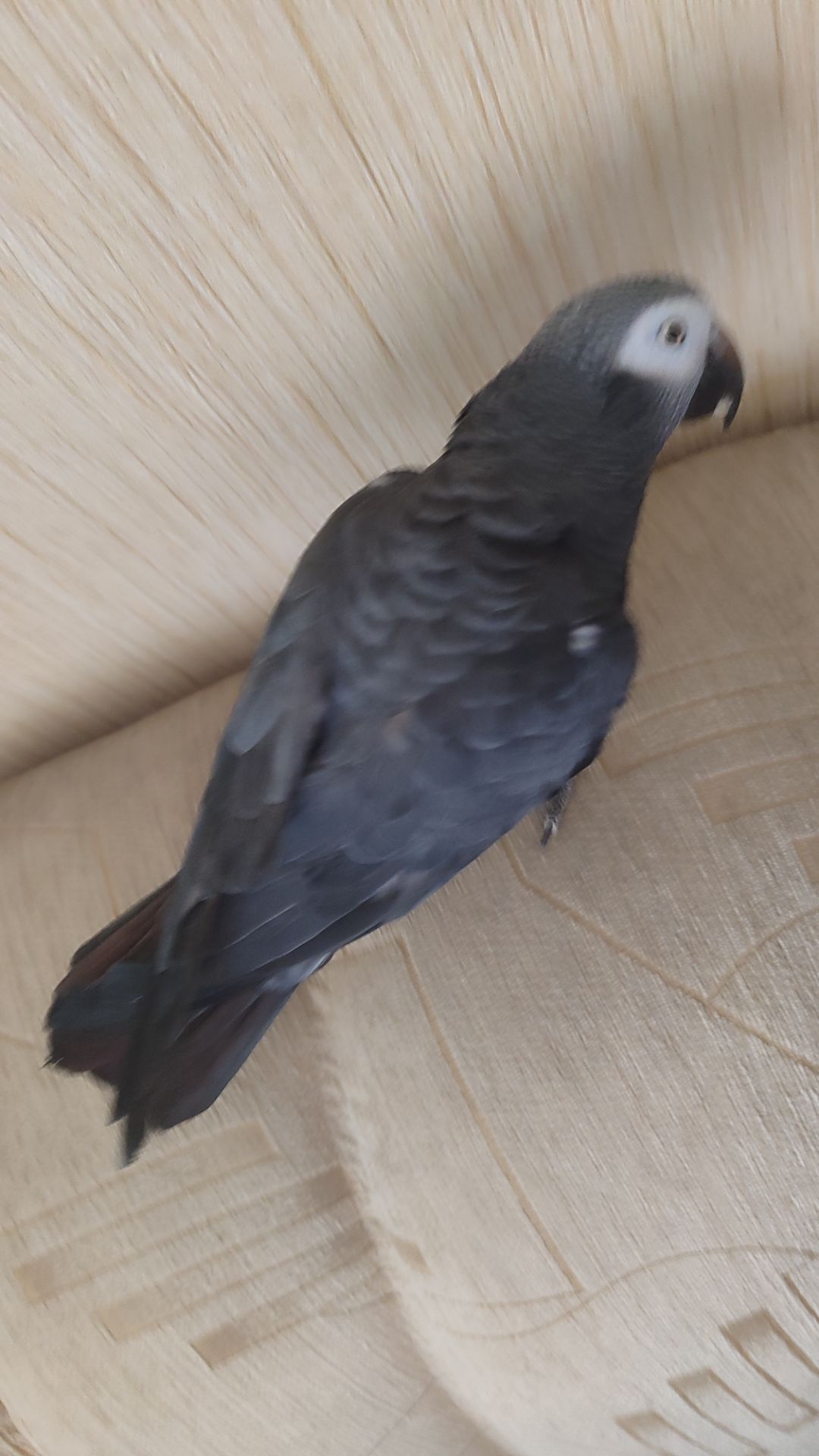 Жако