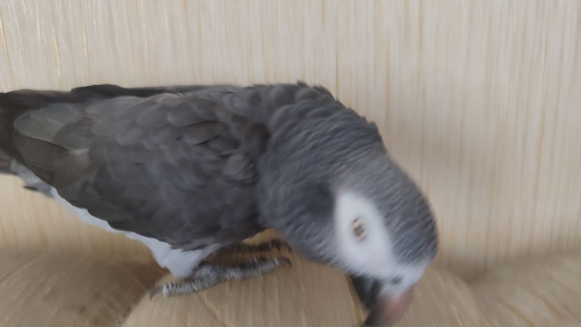 Жако