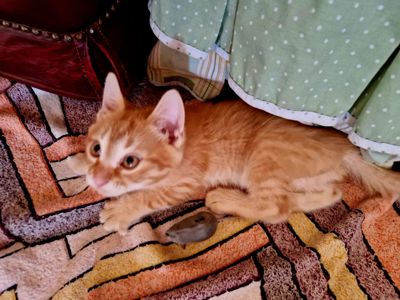 Мишолов Кошеня у приватне домоволодіння