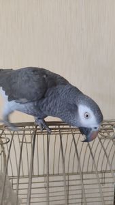 Жако