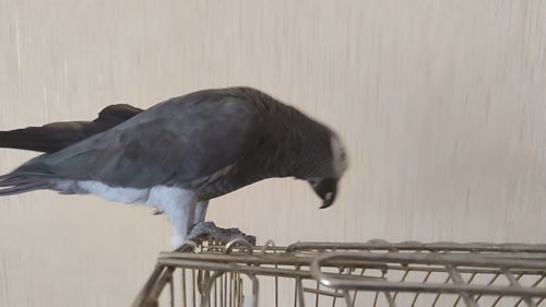 Жако