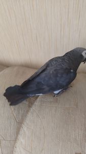 Жако