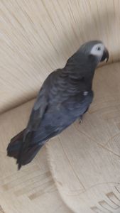 Жако