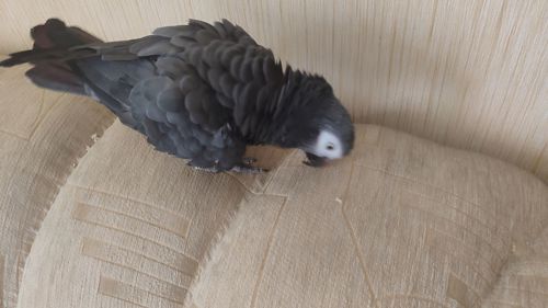 Жако