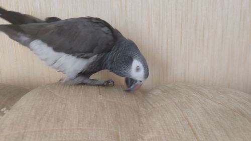 Жако