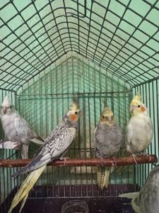 Кореллы птенцы
