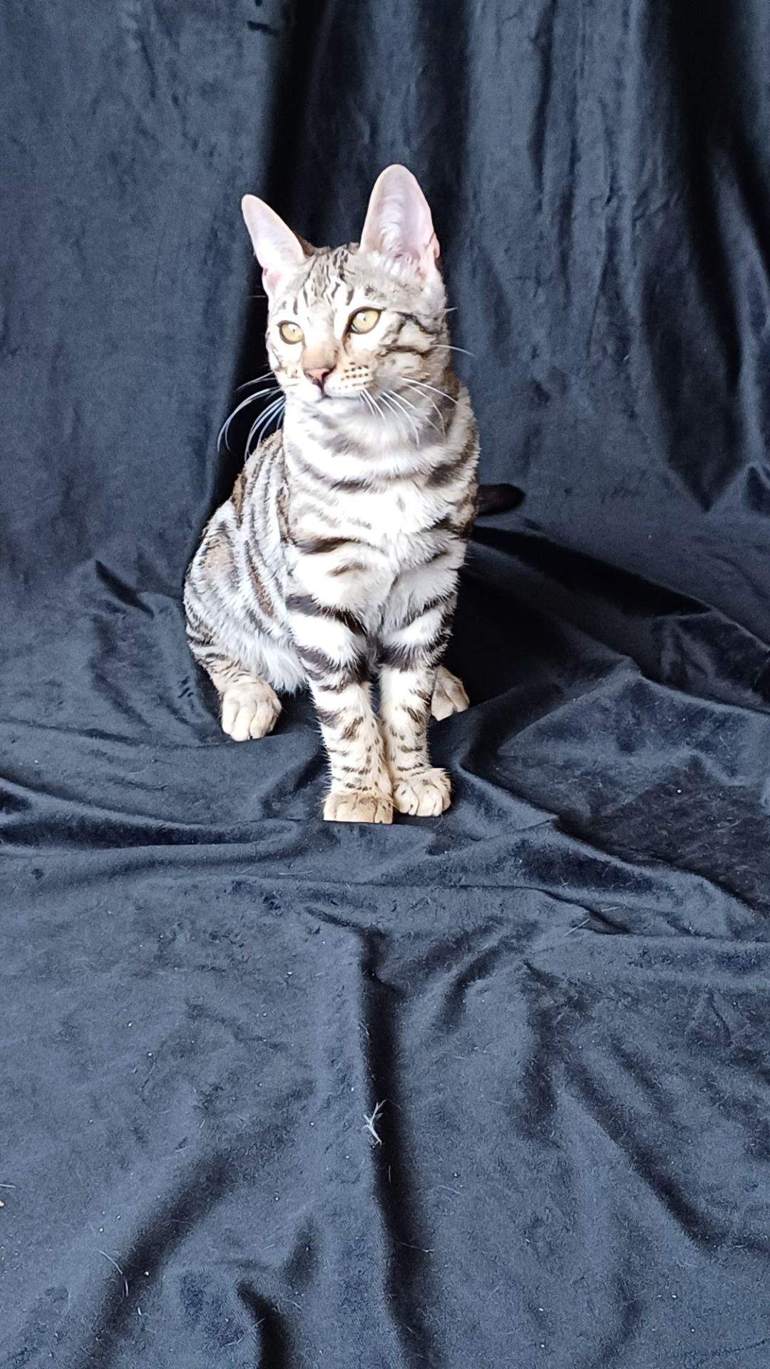 Бенгал срібний. кошеня