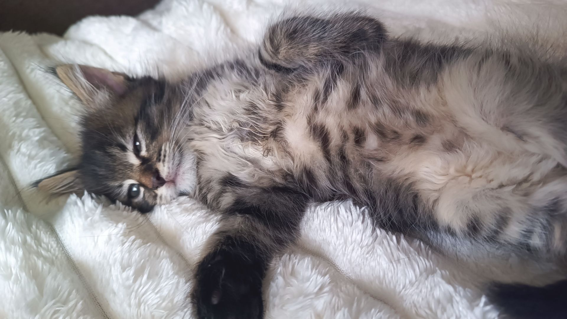 Кошенятка