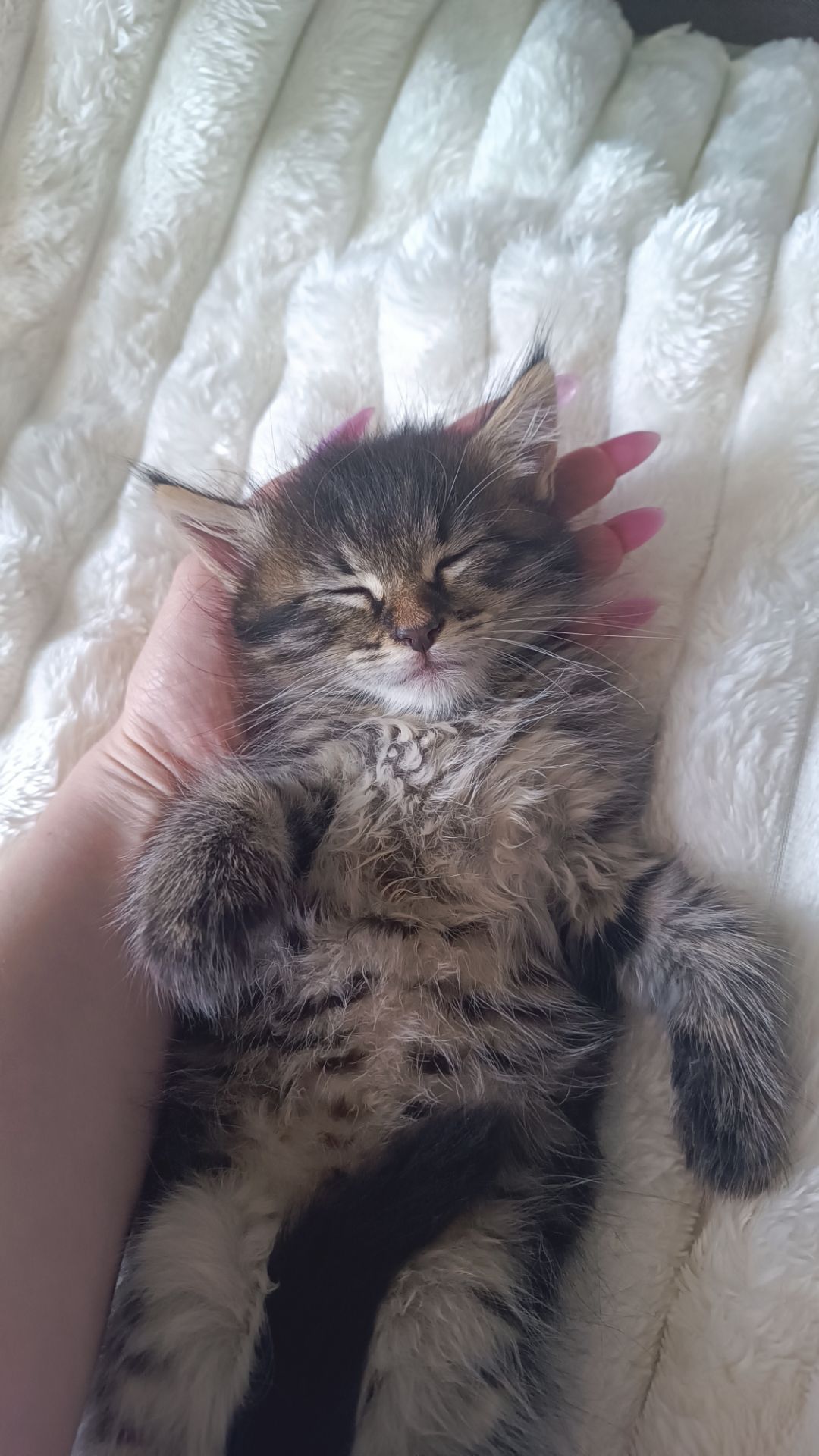 Кошенятка