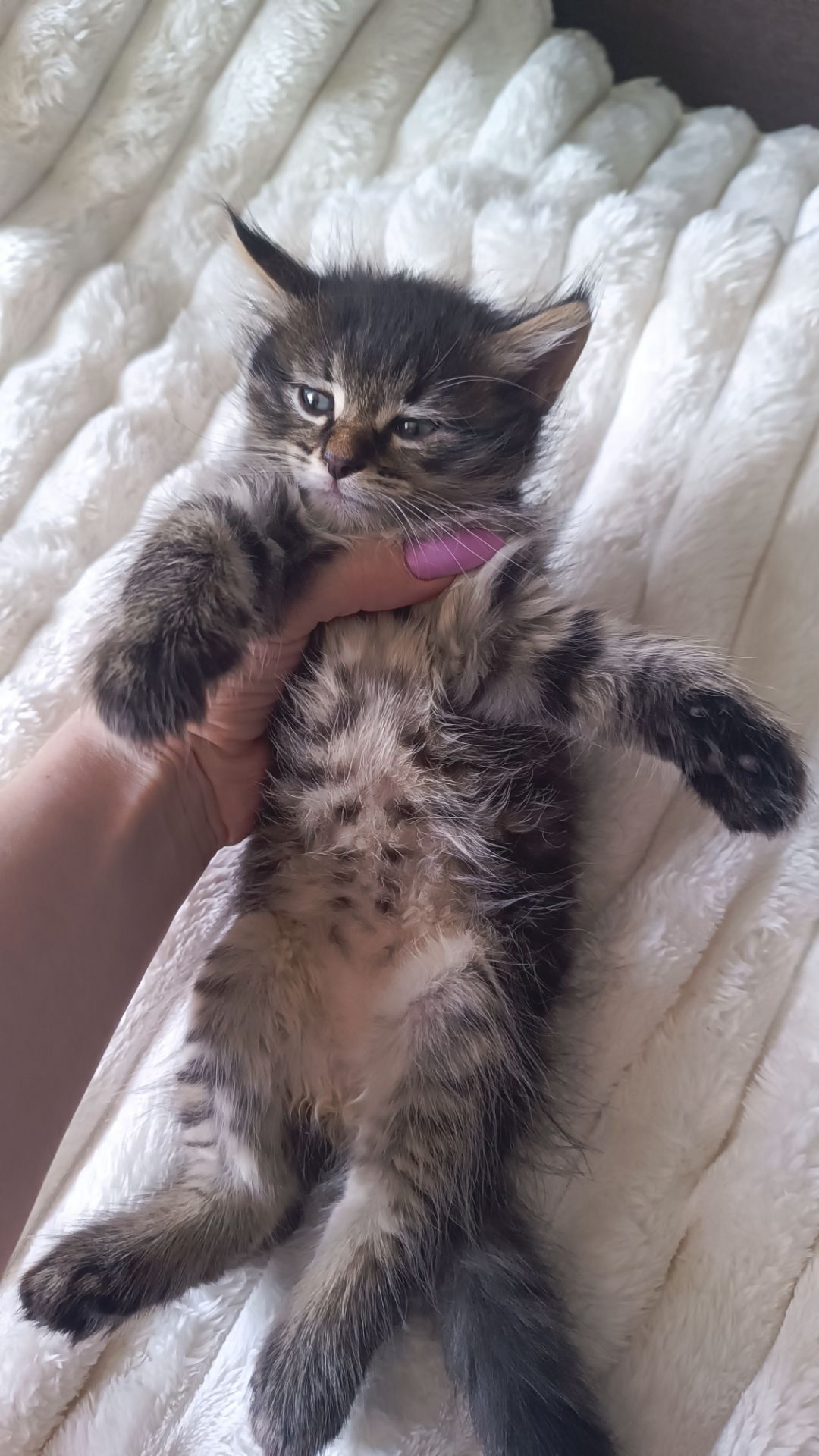 Кошенятка