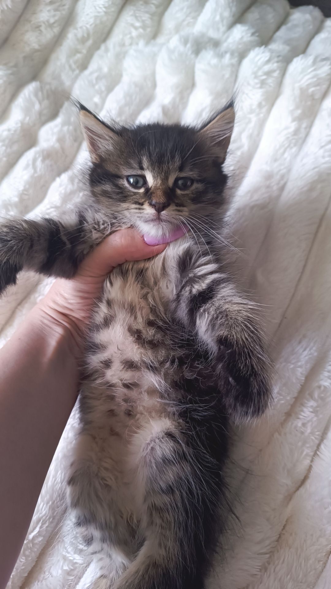 Кошенятка