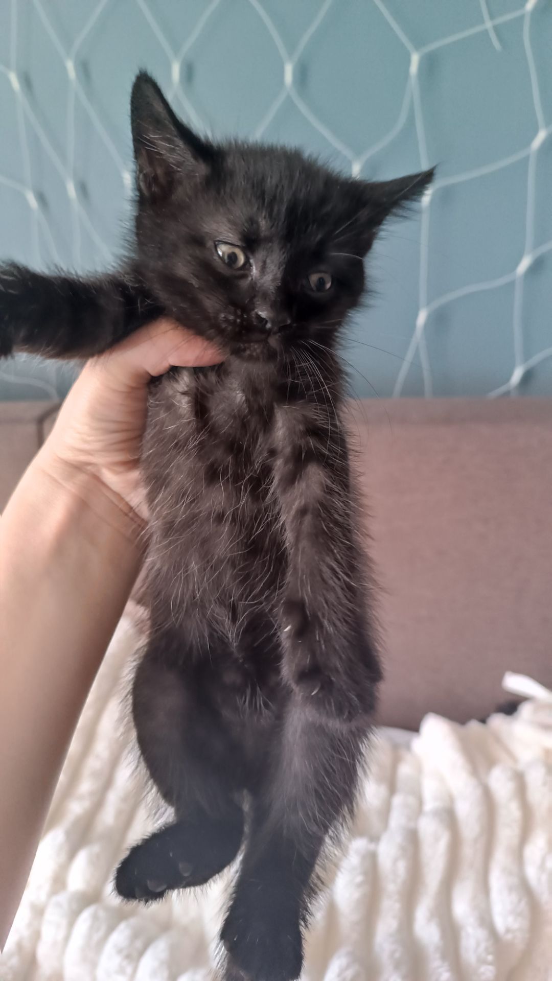 Кошенятка