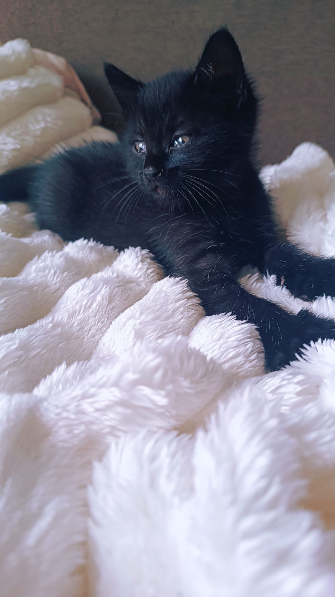 Кошенятка
