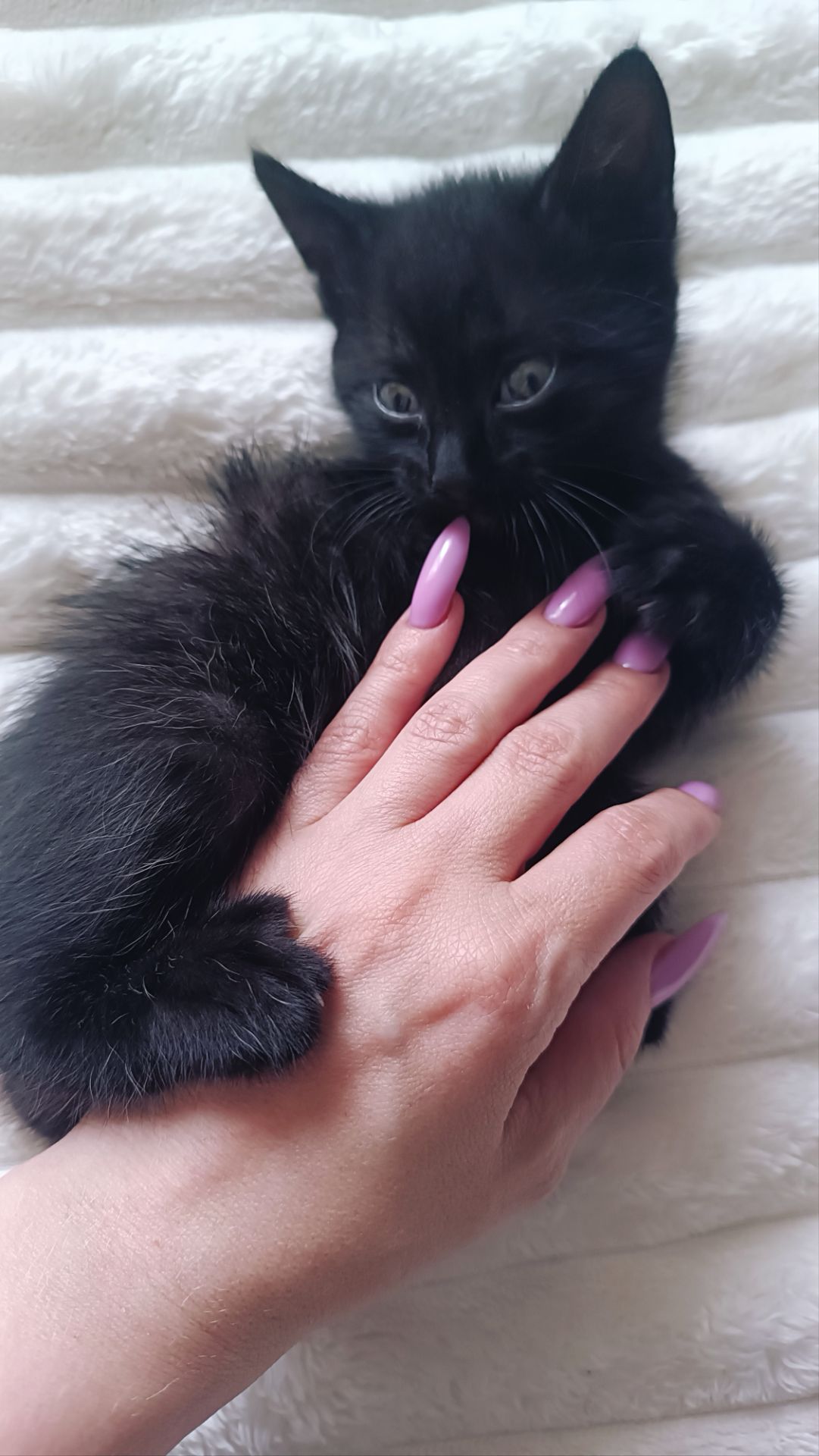 Кошенятка