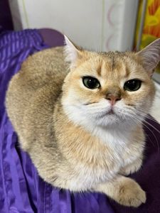 Британська золота шиншила
