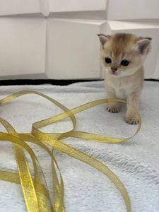 Британська золота шиншила