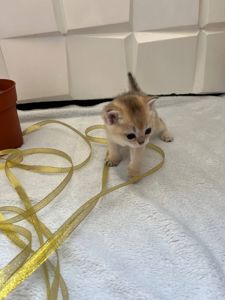 Британська золота шиншила