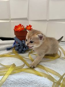 Британська золота шиншила