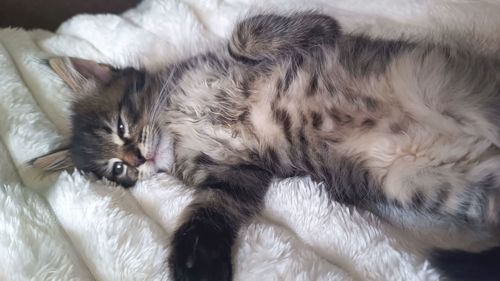 Кошенятка