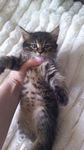 Кошенятка