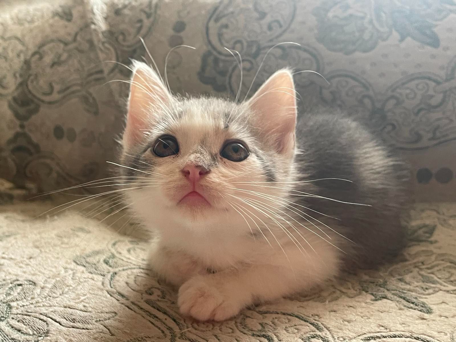 Кошеня