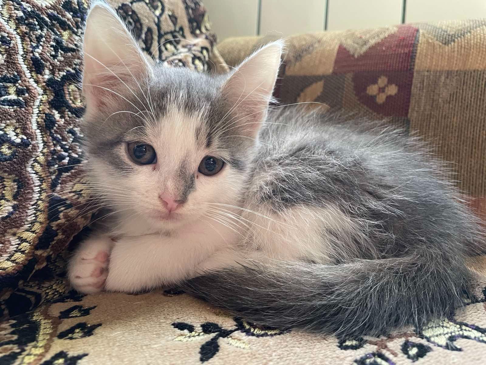 Кошеня