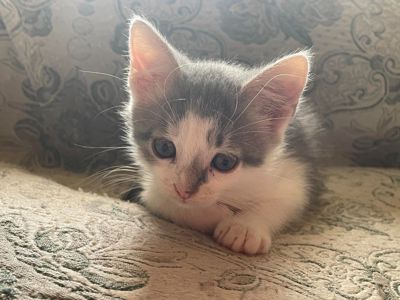 Кошеня