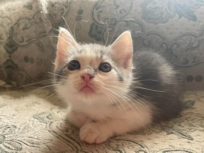 Кошеня