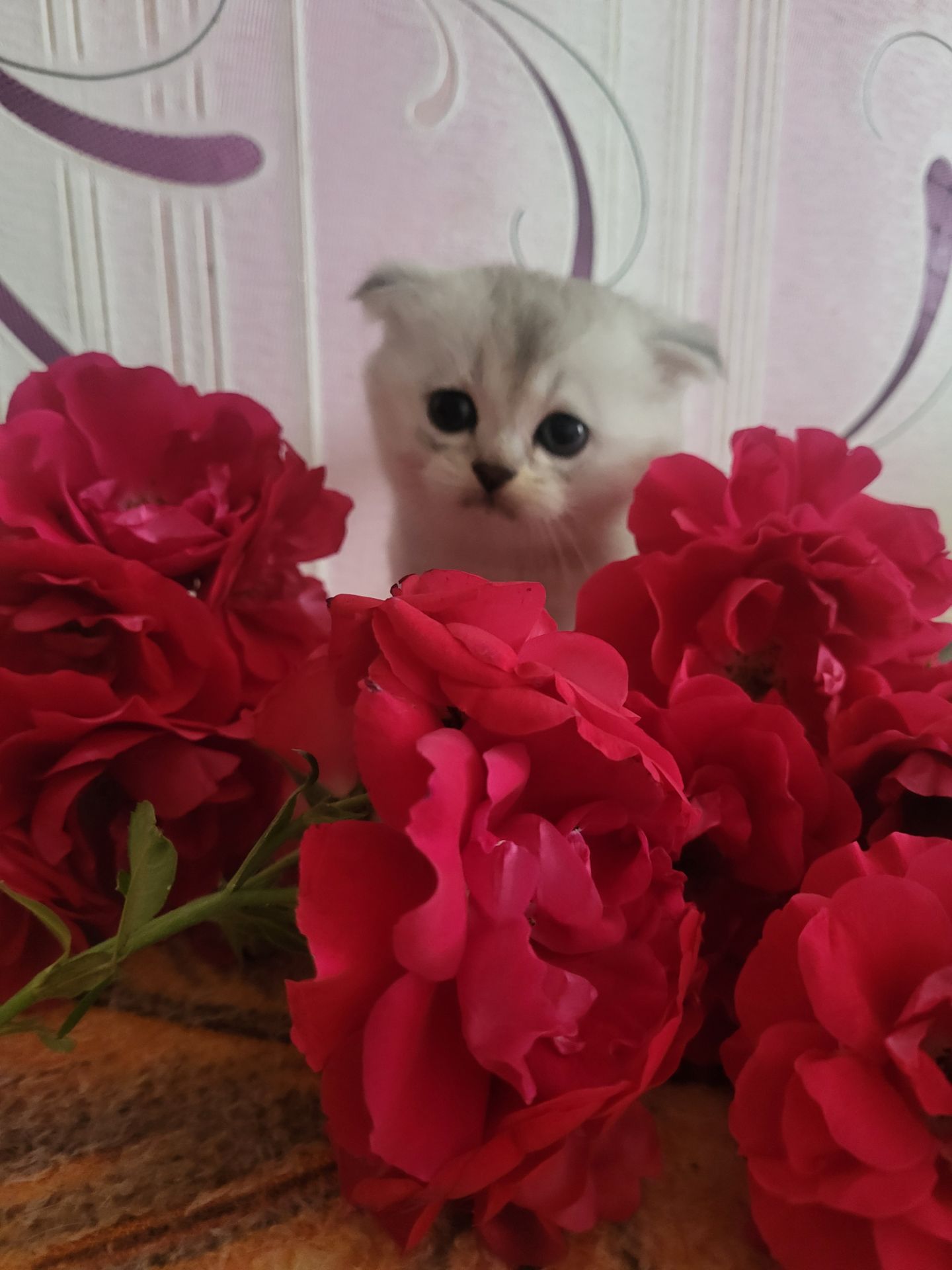 Котики вісловушки британська короткошерстна