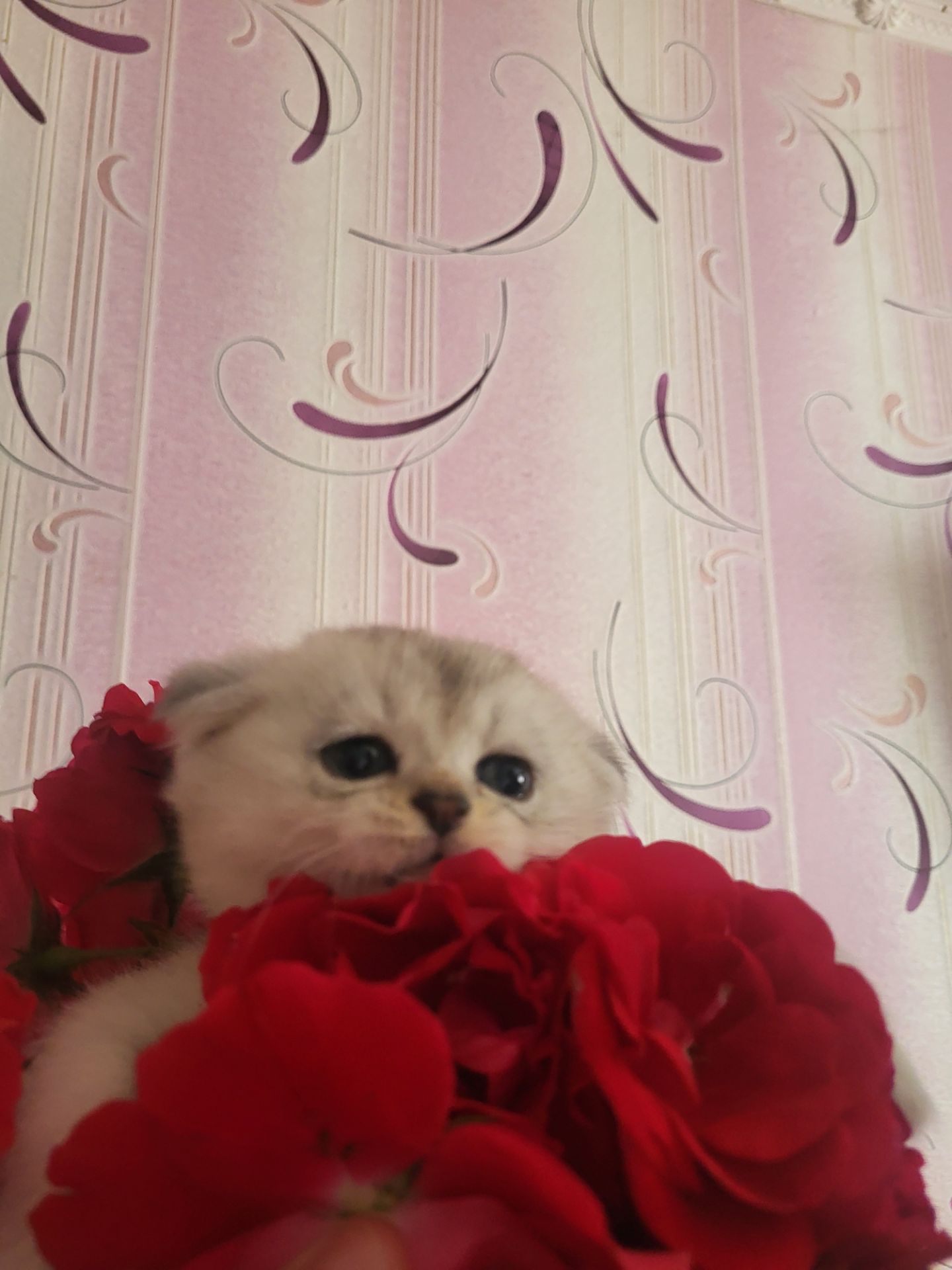 Котики вісловушки британська короткошерстна