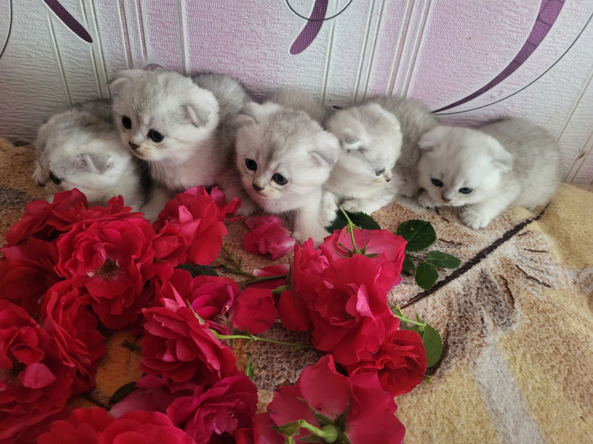 Котики вісловушки британська короткошерстна