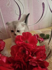 Котики вісловушки британська короткошерстна