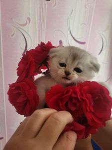 Котики вісловушки британська короткошерстна