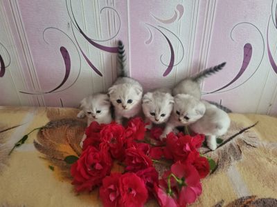 Котики вісловушки британська короткошерстна