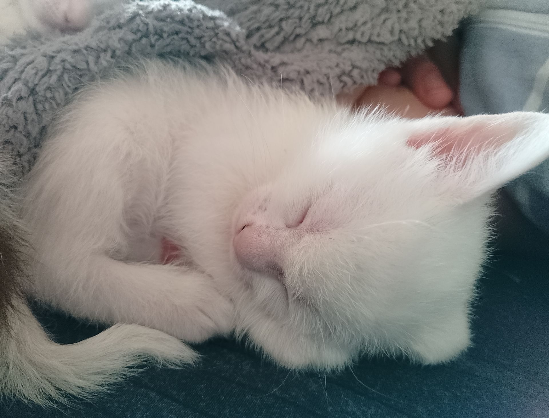 Кошенята