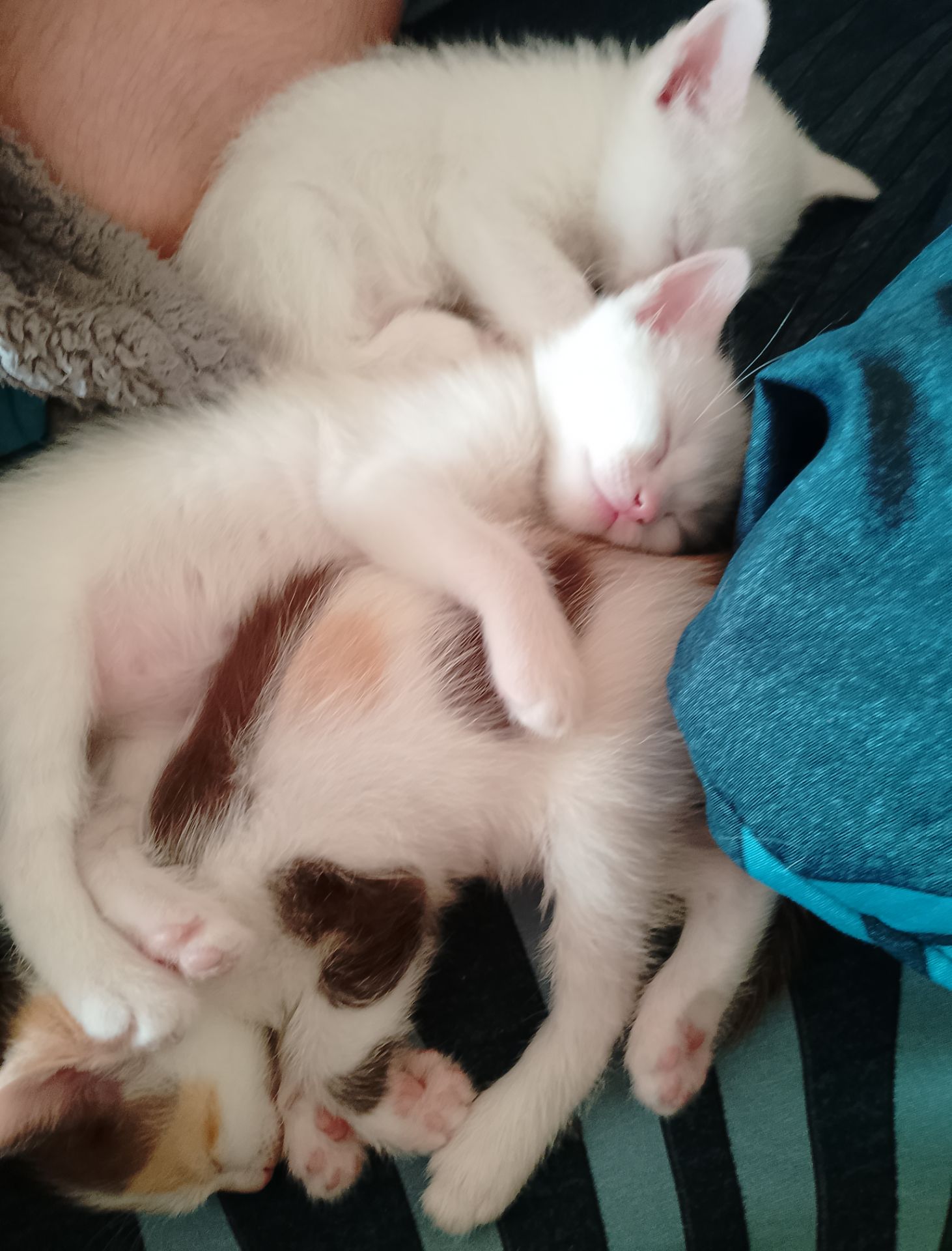Кошенята