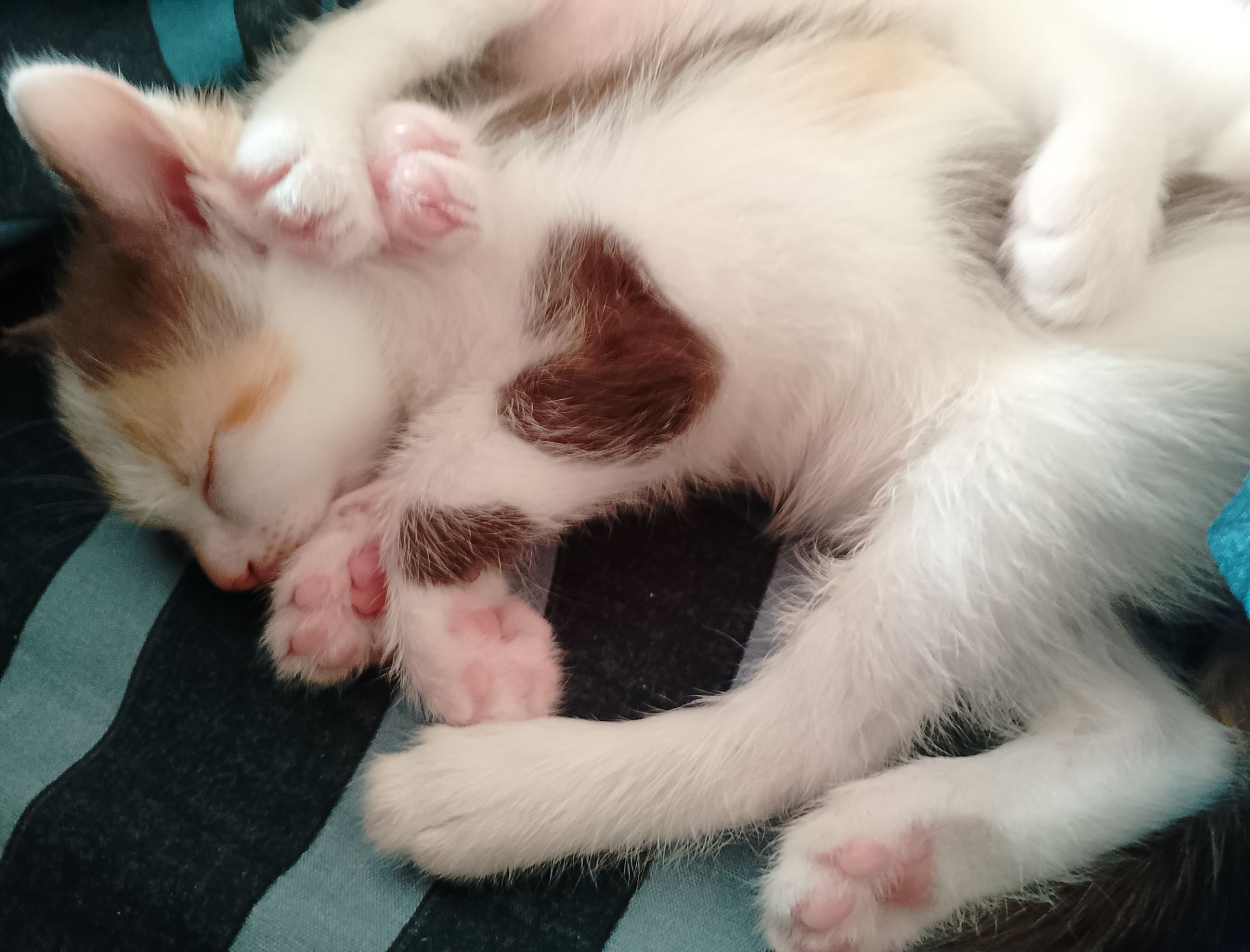 Кошенята