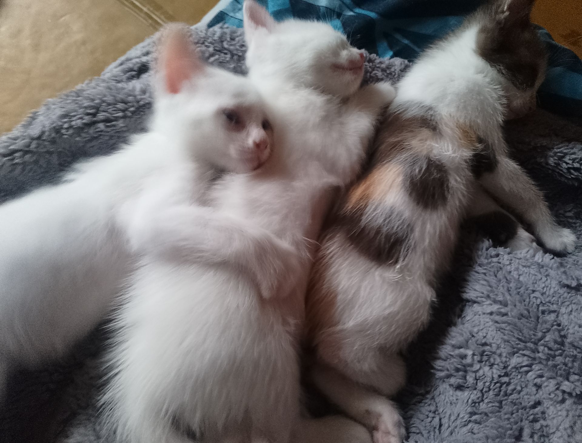 Кошенята