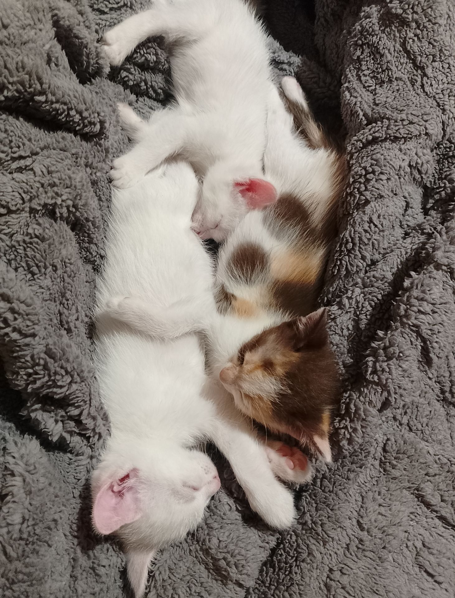 Кошенята