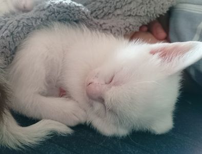 Кошенята