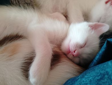 Кошенята