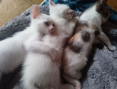 Кошенята