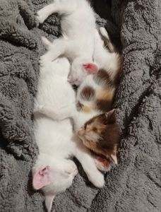 Кошенята