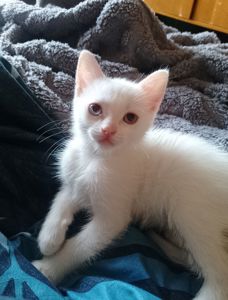 Кошенята