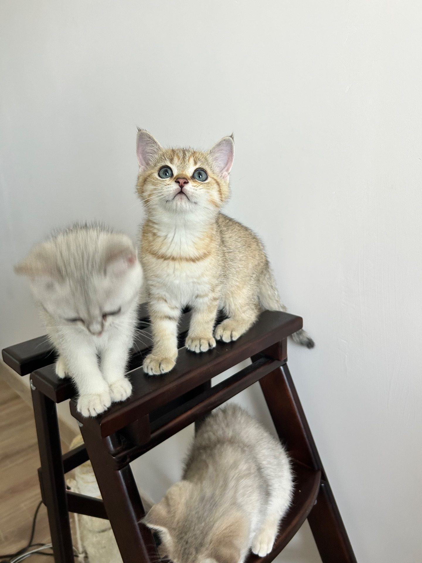 Кошенята золотиста шиншила