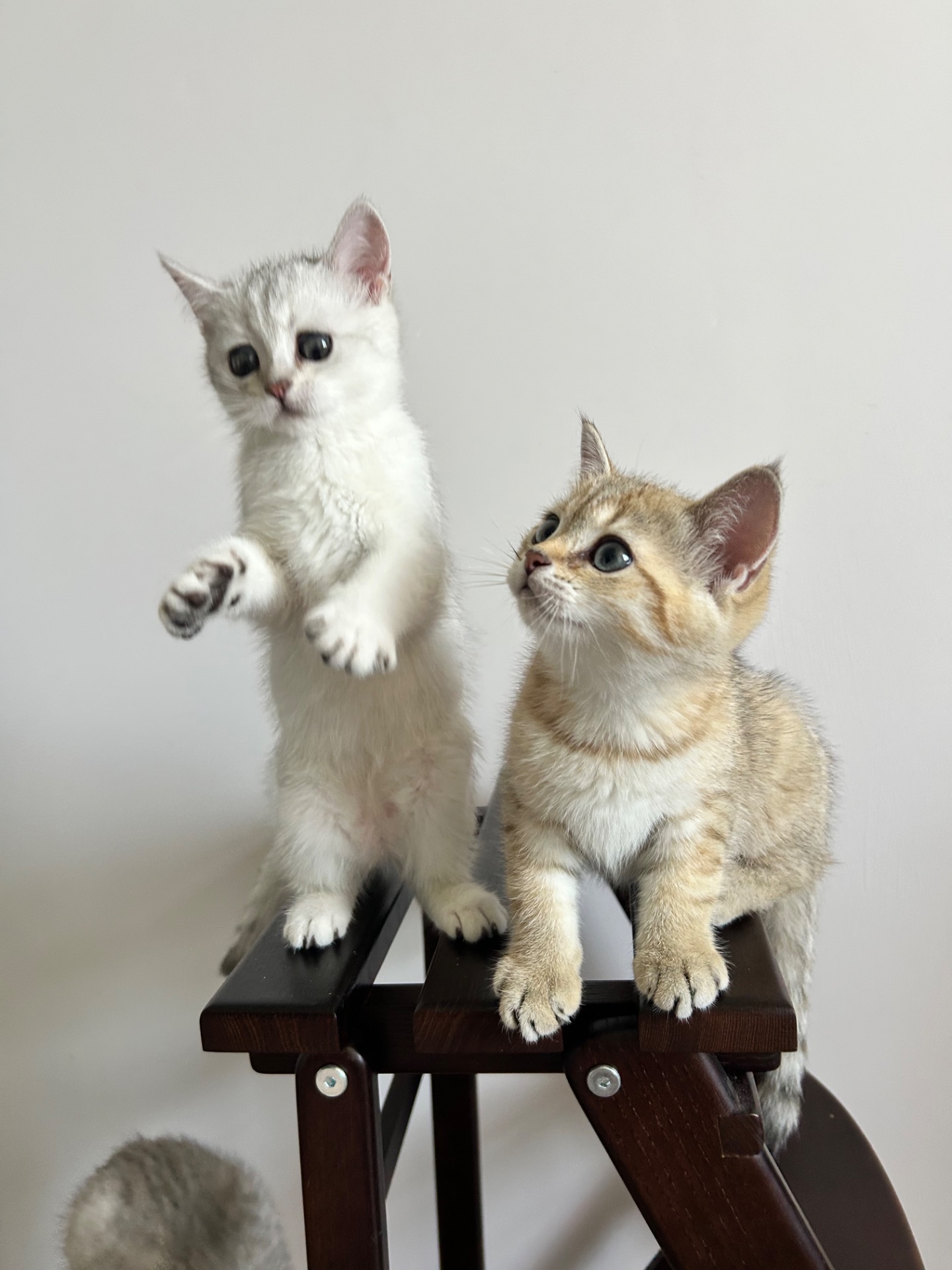 Кошенята золотиста шиншила