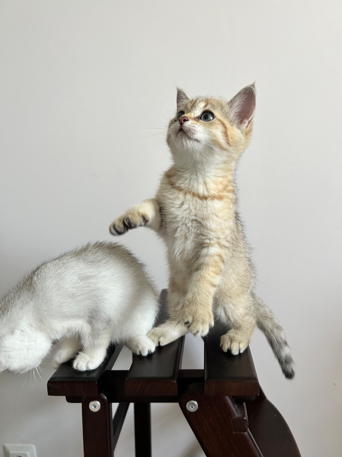 Кошенята золотиста шиншила
