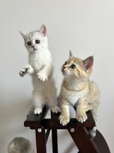 Кошенята золотиста шиншила