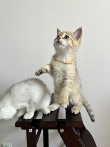 Кошенята золотиста шиншила