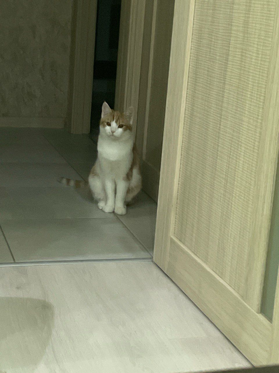 Котик Мурзік